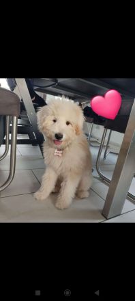 Doodle, Bordoodle Welpen, wunderschöne Welpen, nicht haarend! Allergiker geeignet! Wunderschön!