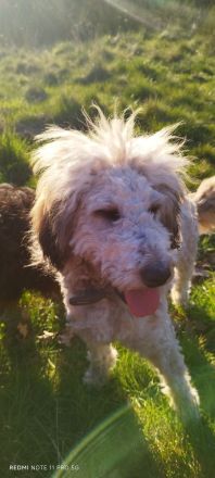 Doodle, Bordoodle Welpen, wunderschöne Welpen, nicht haarend! Allergiker geeignet! Wunderschön!