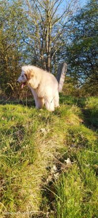 Doodle, Bordoodle Welpen, wunderschöne Welpen, nicht haarend! Allergiker geeignet! Wunderschön!