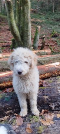 Doodle, Bordoodle Welpen, wunderschöne Welpen, nicht haarend! Allergiker geeignet! Wunderschön!