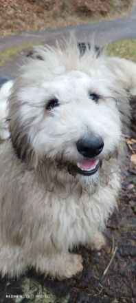 Doodle, Bordoodle Welpen, wunderschöne Welpen, nicht haarend! Allergiker geeignet! Wunderschön!