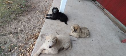 Doodle, Bordoodle Welpen, wunderschöne Welpen, nicht haarend! Allergiker geeignet! Wunderschön!