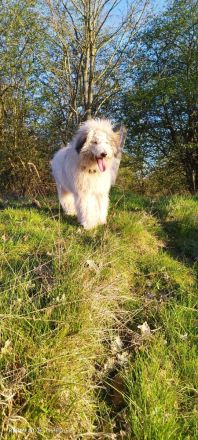 Doodle, Bordoodle Welpen, wunderschöne Welpen, nicht haarend! Allergiker geeignet! Wunderschön!