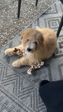 Doodle, Bordoodle Welpen, wunderschöne Welpen, nicht haarend! Allergiker geeignet! Wunderschön!