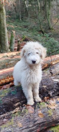 Doodle, Bordoodle Welpen, wunderschöne Welpen, nicht haarend! Allergiker geeignet! Wunderschön!