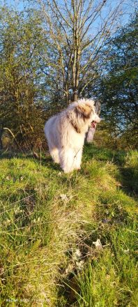 Doodle, Bordoodle Welpen, wunderschöne Welpen, nicht haarend! Allergiker geeignet! Wunderschön!