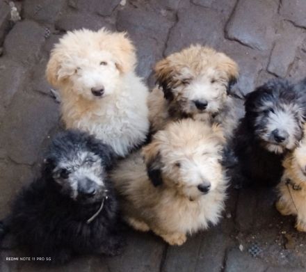 Doodle, Bordoodle Welpen, wunderschöne Welpen, nicht haarend! Allergiker geeignet! Wunderschön!