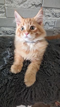 Reinrassige Maine Coon Kitten geimpft