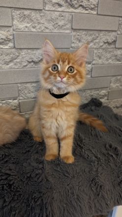 Reinrassige Maine Coon Kitten geimpft