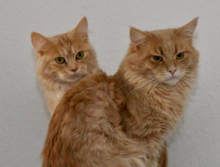 Reinrassige Maine Coon Kitten geimpft