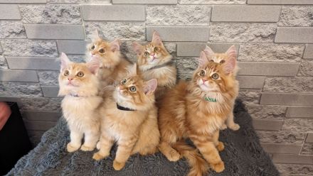 Reinrassige Maine Coon Kitten geimpft