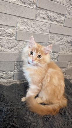 Reinrassige Maine Coon Kitten geimpft