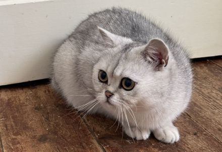 SRS cinnamon Silver tabby point