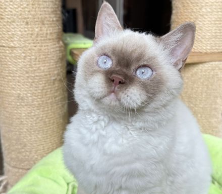 BKH / SRS straights., chocolate Silver shaded