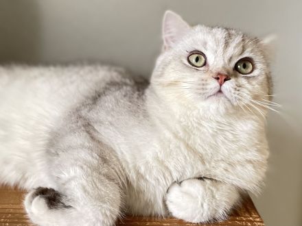 BKH / SRS straights., chocolate Silver shaded