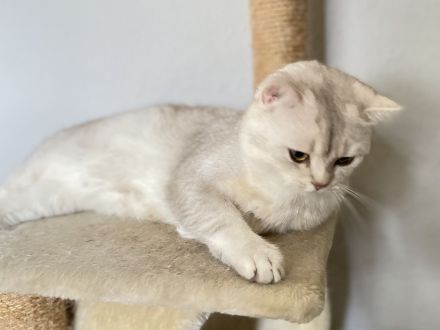 BKH / SRS straights., chocolate Silver shaded