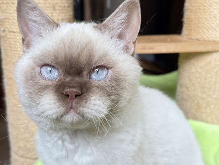 BKH / SRS straights., chocolate Silver shaded