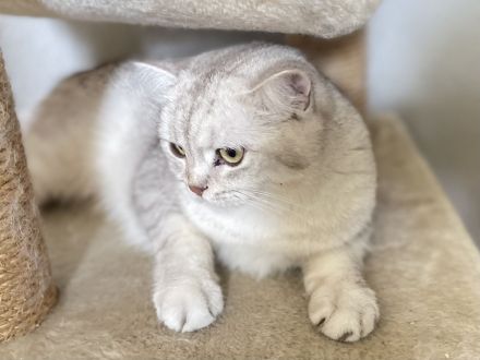 BKH / SRS straights., chocolate Silver shaded