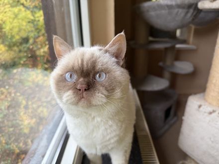 SRS cinnamon Silver tabby point