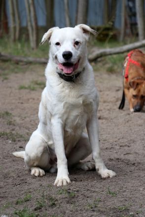 Eddy, Labrador-Dalmatiner-Mix, geb. 2018, su. hundeerfahrene, Menschen, gern als Zweithund