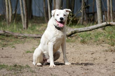 Eddy, Labrador-Dalmatiner-Mix, geb. 2018, su. hundeerfahrene, Menschen, gern als Zweithund