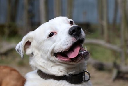 Eddy, Labrador-Dalmatiner-Mix, geb. 2018, su. hundeerfahrene, Menschen, gern als Zweithund