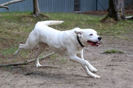 Eddy, Labrador-Dalmatiner-Mix, geb. 2018, su. hundeerfahrene, Menschen, gern als Zweithund