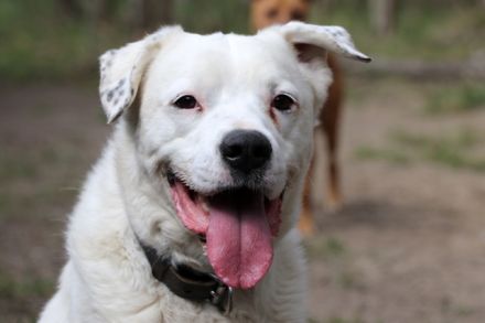 Eddy, Labrador-Dalmatiner-Mix, geb. 2018, su. hundeerfahrene, Menschen, gern als Zweithund