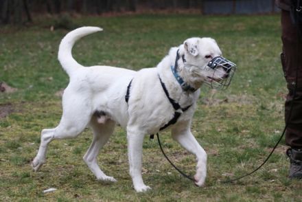 Eddy, Labrador-Dalmatiner-Mix, geb. 2018, su. hundeerfahrene, Menschen, gern als Zweithund