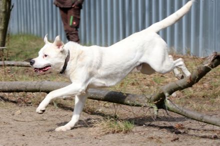 Eddy, Labrador-Dalmatiner-Mix, geb. 2018, su. hundeerfahrene, Menschen, gern als Zweithund