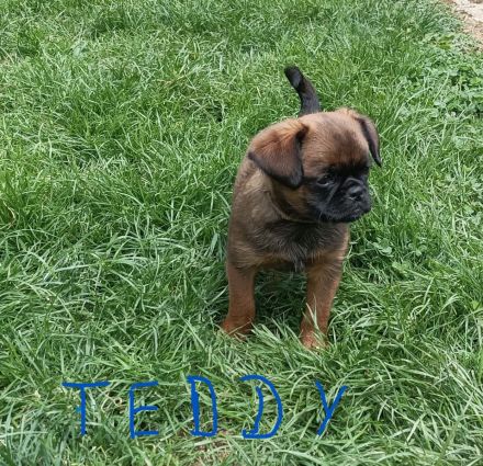 Zwerggriffon-Welpen-Rüden Brabanter kurz Haar ( Petit Brabancon )