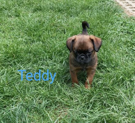 Zwerggriffon-Welpen-Rüden Brabanter kurz Haar ( Petit Brabancon )