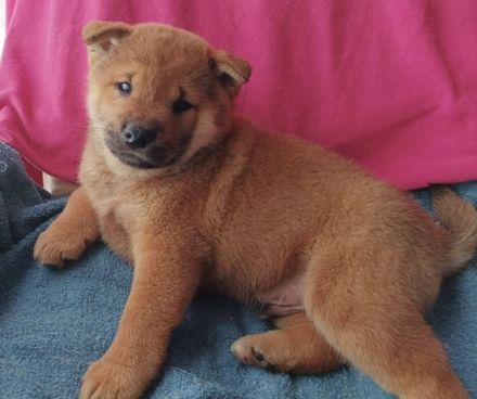 Reinrassige Shiba Inu Welpen