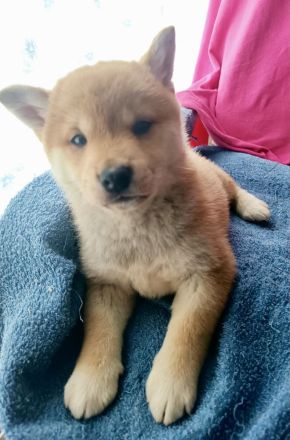Reinrassige Shiba Inu Welpen