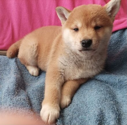 Reinrassige Shiba Inu Welpen