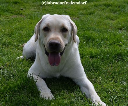 2 wunderschöne Labrador Rüden suchen nette Mädels