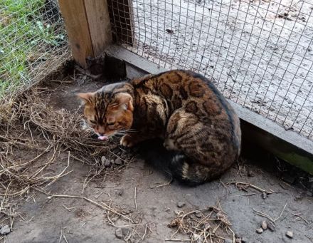Bengalkater Paulchen sucht seine Familie (incl. Kastration, Stammbaum)