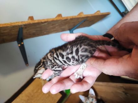 COCOs Babys sind da (Reservierungen möglich)