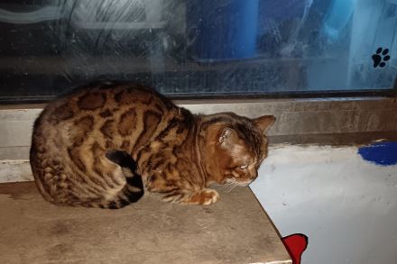 Bengalkater Paulchen sucht seine Familie (incl. Kastration, Stammbaum)