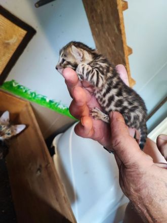 COCOs Babys sind da (Reservierungen möglich)