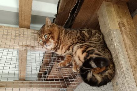 Bengalkater Paulchen sucht seine Familie (incl. Kastration, Stammbaum)