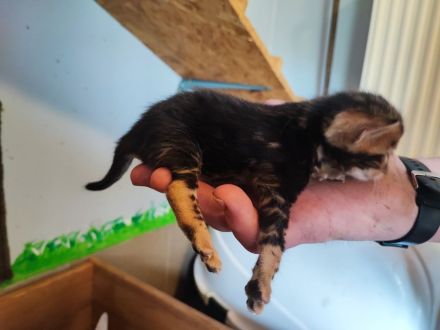 COCOs Babys sind da (Reservierungen möglich)