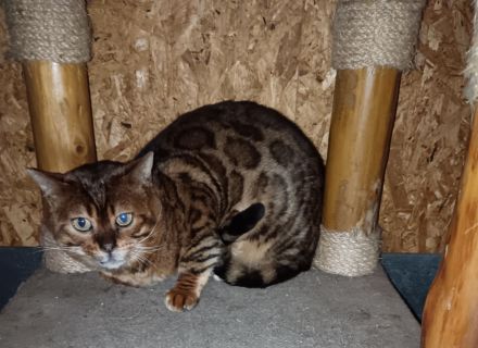 Bengalkater Paulchen sucht seine Familie (incl. Kastration, Stammbaum)