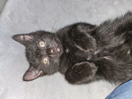 Süße BKH Kitten ab 01.06.2024 abzugeben