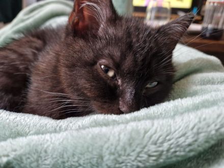 Süße BKH Kitten ab 01.06.2024 abzugeben