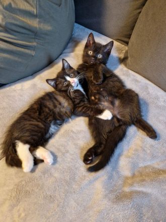 Süße BKH Kitten ab 01.06.2024 abzugeben