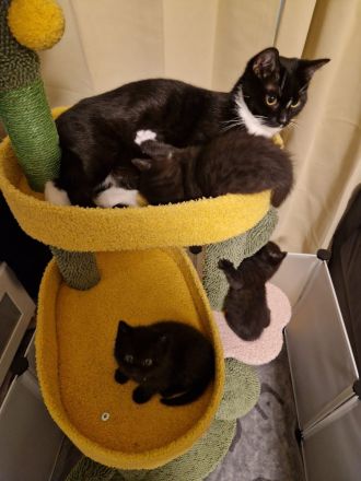 Süße BKH Kitten ab 01.06.2024 abzugeben