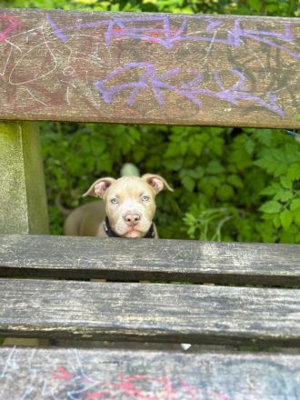 Original American Bully XL Welpe mit Zertifikat