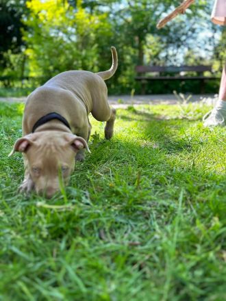 Original American Bully XL Welpe mit Zertifikat