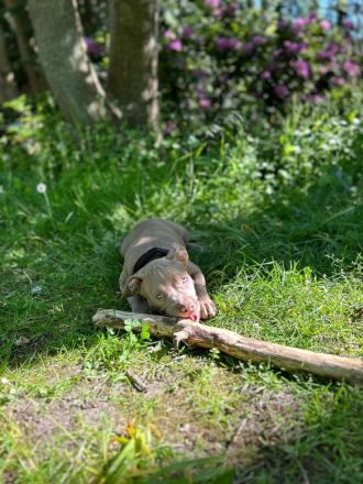 Original American Bully XL Welpe mit Zertifikat